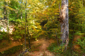 Autumn colors. Forest in the glow of the rising sun