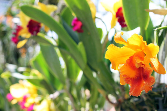 Fototapeta Focus on big orchid flower in greenhouse