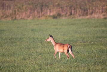 Naklejka na ściany i meble Red deer female animal on grassland