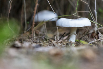 Fungo