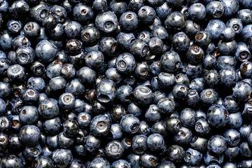 Fresh wild berries