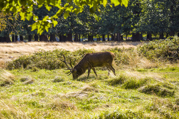 Red deer stag with antlers grazing in autumn sunshine