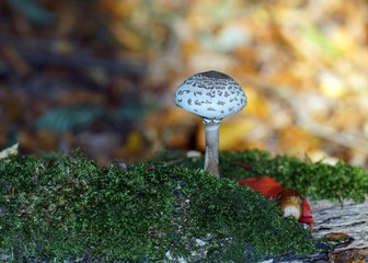 Gemeiner Riesenschirmling (Macrolepiota procera)