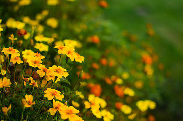 Orange juice flowers grow in the fresh air