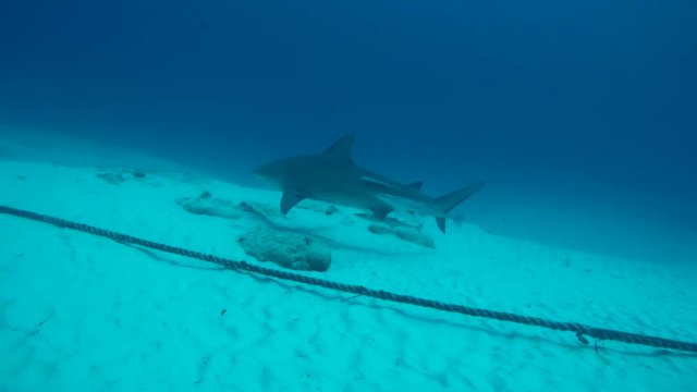 Bull shark swimming with remoras in the waters off Playa del Carmen.