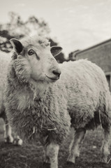 Sheep ready to be sheared