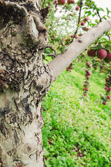 Apple Orchard ready for harvest