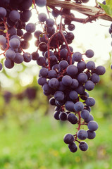 Ripe wine grapes hang in bunches at a vinyard