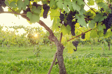 Ripe wine grapes hang in bunches at a vinyard