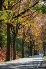 Naklejka premium Colorful high oak trees in autumn, season of golden, orange and yellow colors in nature, bicycle lane and road in Netherlands