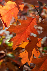 Colorful leaves of oak trees in autumn, season of golden, orange and yellow colors in nature, close up