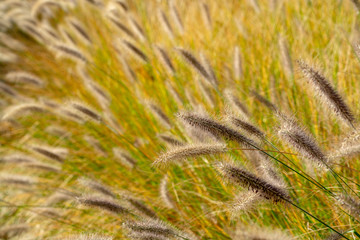 Decorative garden plant green pennisetum close up