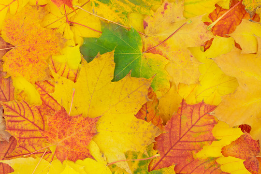 Herbstlicher Hintergrund aus bunten Ahornblättern.