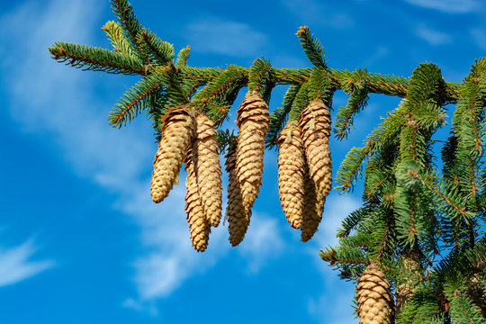 Picea schrenkiana evergreen fir tree with long cones on blue sky background copy space, Christmas tree decoration
