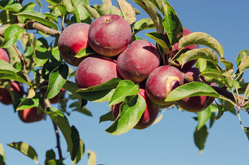 Apple Orchard ready for harvest