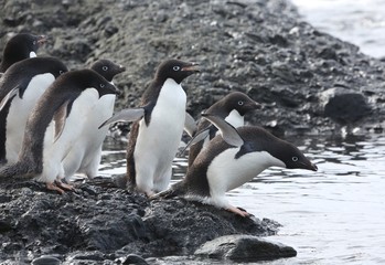 Obraz premium group of Adelia Penguins getting ready to enter water to feed, Brown Bluff, Antarctica