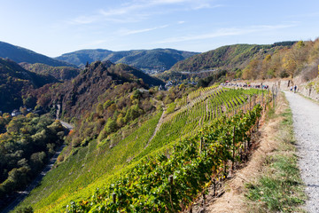 Fototapeta na wymiar Der Rotweinwanderweg im Ahrtal im Herbst