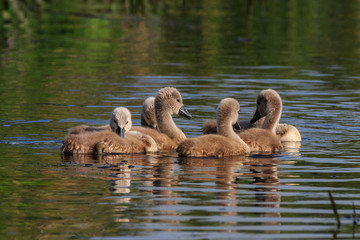 swan chicks on the lake