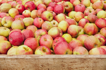 Fototapeta na wymiar Large apple harvest