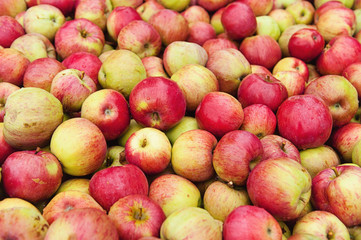 Large apple harvest