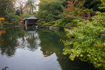 Autumn. Yellow   leaves.  Japanese Maple.   Japanese garden.  Kaiserslautern