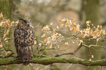 Great Owl sitting