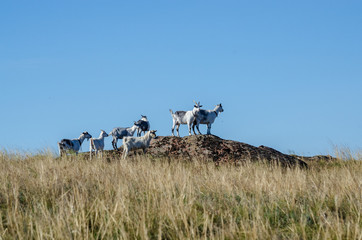 A herd of goats stands on the top of a mountain.