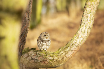 Owl in the flight