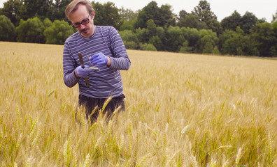 Naklejka na ściany i meble The man scientist environmentalist exploring wheat. He is taking samples of grain