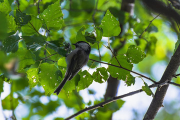 Beautiful brown-headed nut on a branch