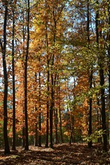 Eichenwald herbstlich - Roteiche