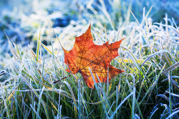  natural background beautiful bright Golden maple leaf lies on the grass covered with white frost...