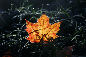 natural background beautiful bright Golden maple leaf lies on the grass covered with white frost in the morning autumn garden bathed in sunlight