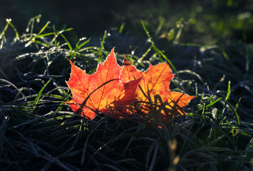 natural background with two beautiful bright Golden maple leaves lying on the grass covered with white frost in the morning autumn garden bathed in sunlight