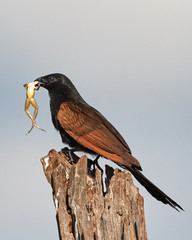 Black Coucal with Frog 