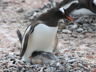 Gentoo penguin with egg and newly hatched chick, Yankee Harbor, Antarctica