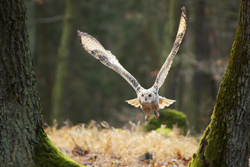 Great Owl in the flight