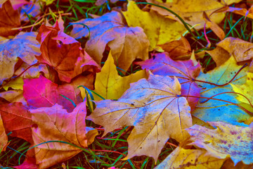 Autumn background with bright colorful leaves.