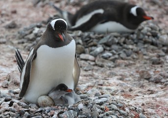 Gentoo penguin with egg and newly hatched chick, Yankee Harbor, Antarctica © Ralph