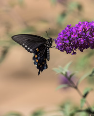 butterfly on a flower