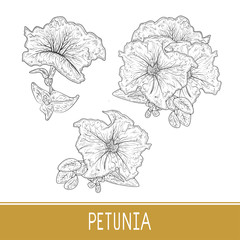 Petunia. Flower. Sketch. Set. Monochrome.