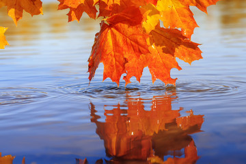  beautiful lush maple leaves of bright gold and orange color bent over the blue water reflecting in it