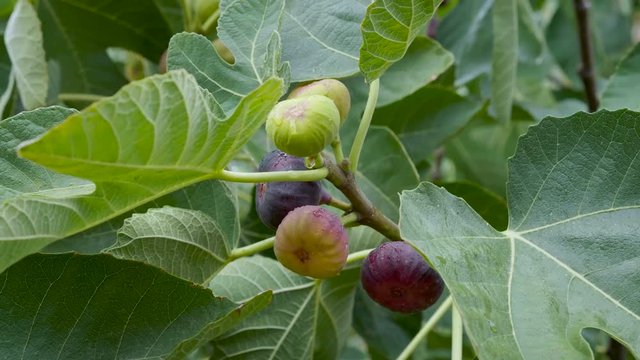 Ripening fruits of figs on the Ficus carica tree. Rainy weather.