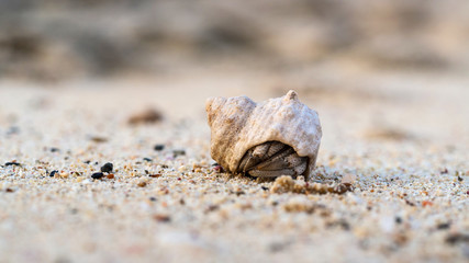 Macro shot of tiny hermit crab hiding in the shell on the sand, low dept of field