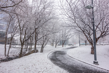 First snow, winter time in Park. Walkway between snowy fields. .