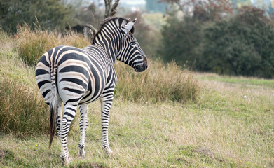Rear view of zebra. Photographed at Port Lympne Safari Park, Ashford Kent UK. The Kent countryside in autumn can be seen in the background. 