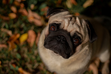 Obraz premium hund