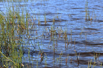 A closeup of grass in a lake