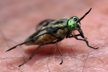 Horsefly  is a predator, actively attacking humans and animals.