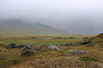 A misty grassy landscape with a mountain